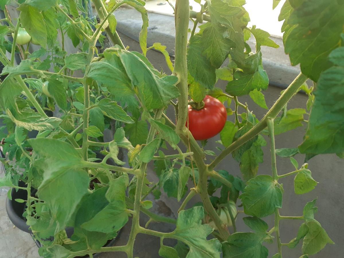 雅典17 Flats And Roof Garden公寓 外观 照片