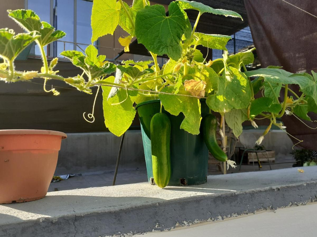雅典17 Flats And Roof Garden公寓 外观 照片